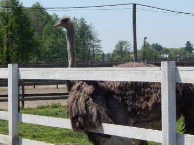 Yasnogorotka, Ukrayna 'daki devekuşu çiftliği.