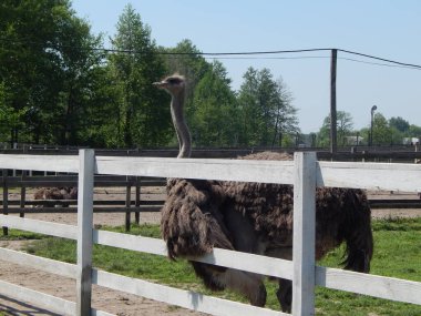 Yasnogorotka, Ukrayna 'daki devekuşu çiftliği.