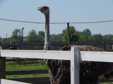 Yasnogorotka, Ukrayna 'daki devekuşu çiftliği.