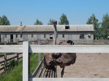 Yasnogorotka, Ukrayna 'daki devekuşu çiftliği.