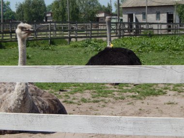 Yasnogorotka, Ukrayna 'daki devekuşu çiftliği.