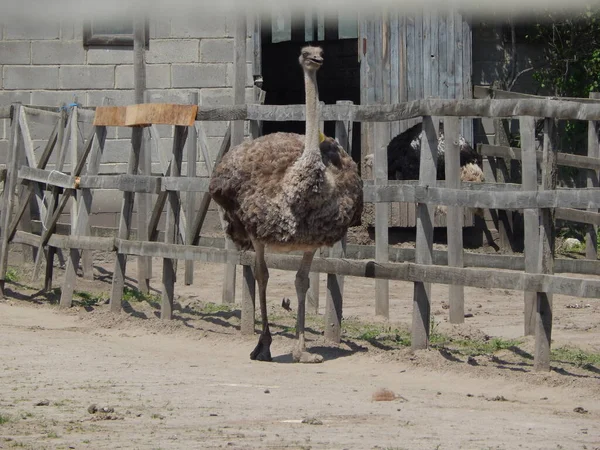 Struisvogelboerderij Yasnogorodka Oekraïne — Stockfoto