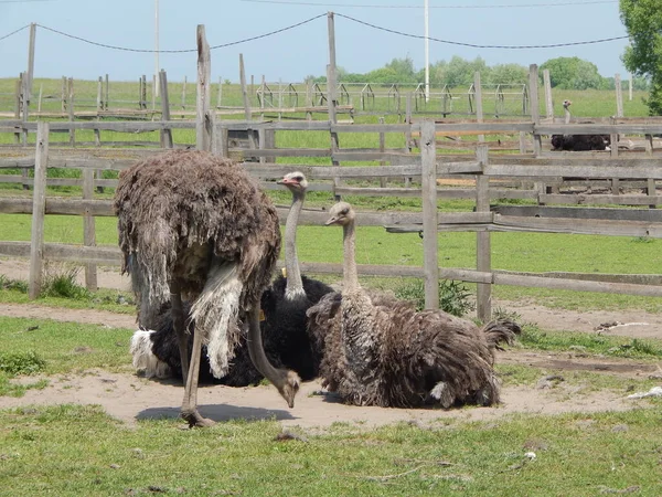 Struisvogelboerderij Yasnogorodka Oekraïne — Stockfoto