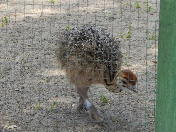 Struisvogelboerderij Yasnogorodka Oekraïne — Stockfoto