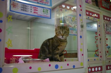 Japonya 'da seyahat: Tokyo, Osaka ve Kyoto