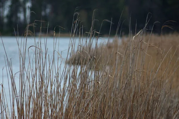 Landscape Photography Lake Reeds — стокове фото