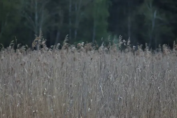 Landscape Photography Lake Reeds — стокове фото