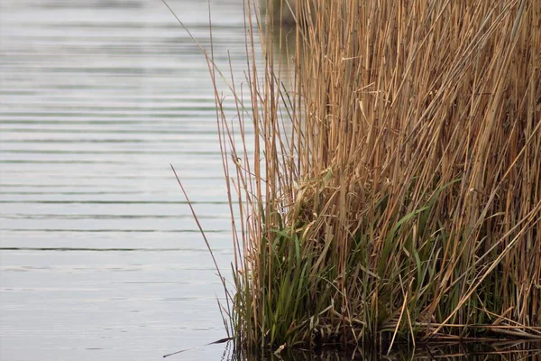Lake Reeds — 스톡 사진