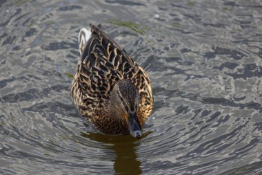 Parktaki göldeki kuşlar