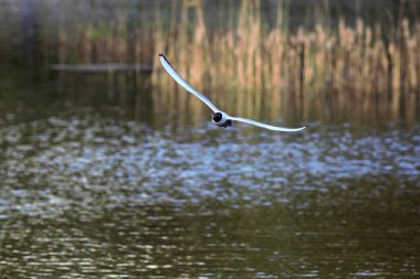 Parktaki göldeki kuşlar