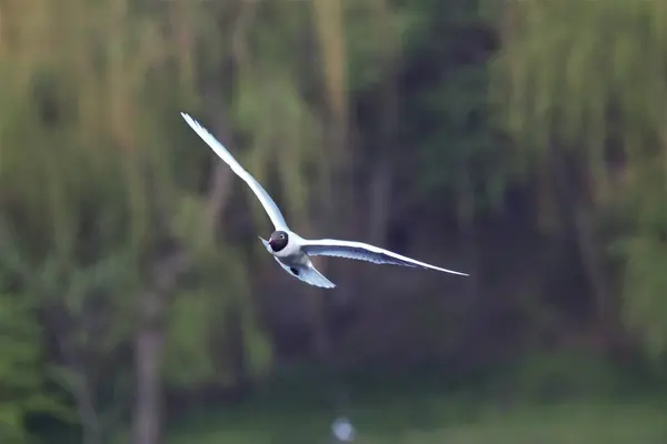 Oiseaux Sur Lac Dans Parc — Photo