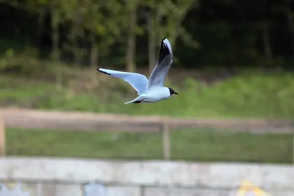 Ptaki Nad Jeziorem Parku — Zdjęcie stockowe