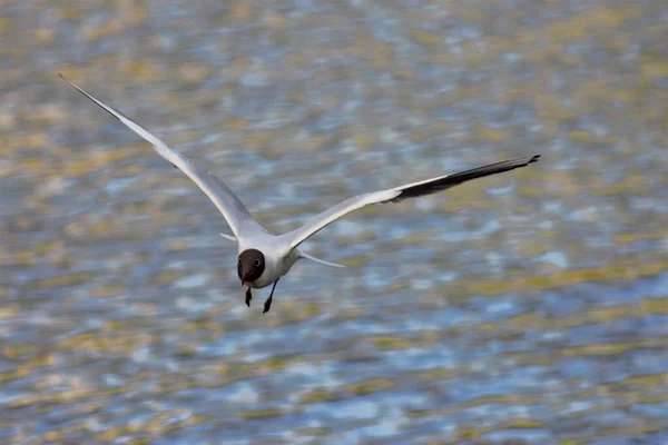 Ptaki Nad Jeziorem Parku — Zdjęcie stockowe
