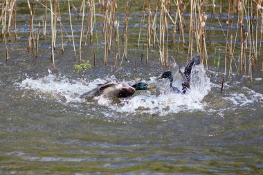 Baharda parkta hayvanlar.