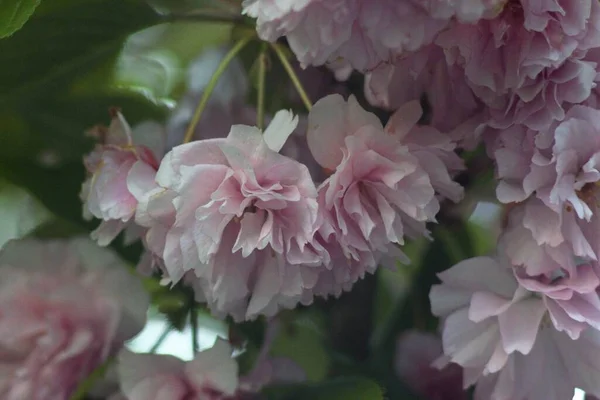 Japon Sakura Ağaçları Çiçek Açtı