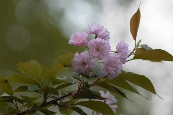 Japon Sakura Ağaçları Çiçek Açtı
