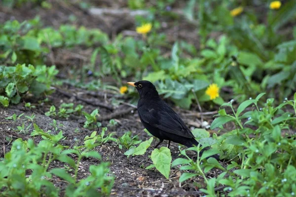 Blackbirds Spring Park — Stock Photo, Image