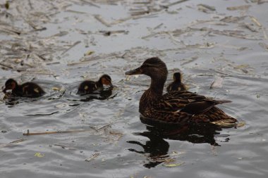 Bahar Parkındaki Kuşlar