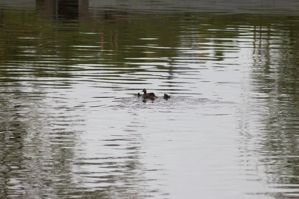 Vogels Het Voorjaarspark — Stockfoto