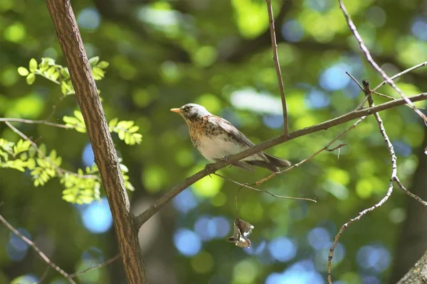 Amseln Drosseln Park — Stockfoto