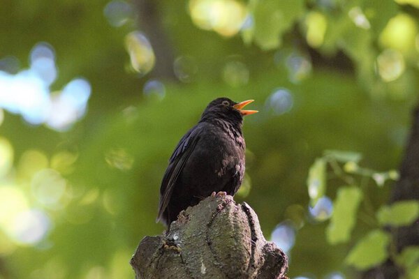 Blackbirds & Thrushes In The Park