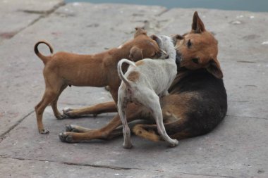 Hindistan 'ın kutsal şehri Varanasi.