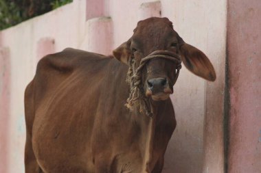 Hindistan 'ın kutsal şehri Varanasi.