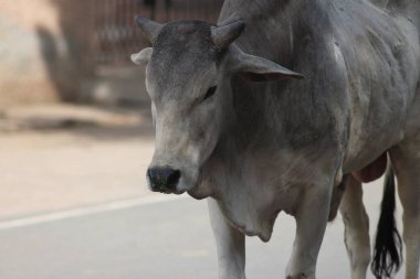 Vrindavan Kutsal Şehri, Hindistan