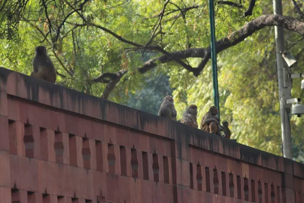 Dans Les Rues Delhi Inde — Photo