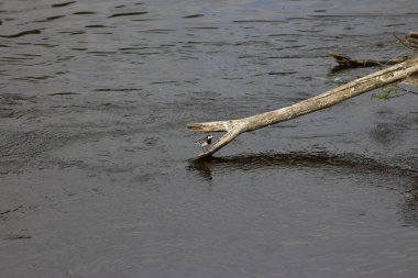 Ukrayna 'nın Nehirleri ve Doğası