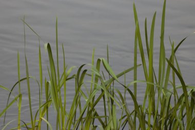 Ukrayna 'nın Nehirleri ve Doğası