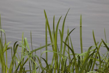 Ukrayna 'nın Nehirleri ve Doğası