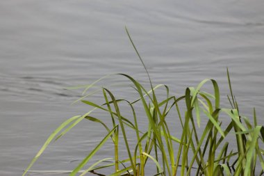 Ukrayna 'nın Nehirleri ve Doğası