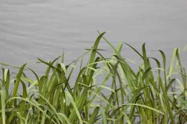 Ukrayna 'nın Nehirleri ve Doğası