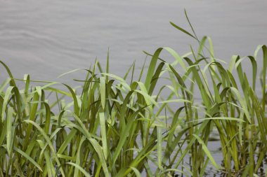 Ukrayna 'nın Nehirleri ve Doğası