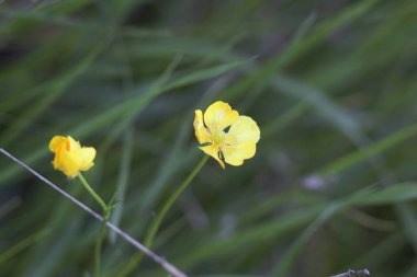 Ukrayna 'nın Nehirleri ve Doğası