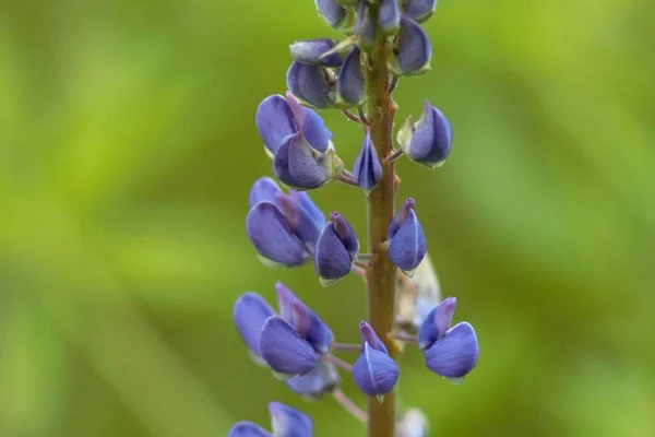 Ríos Naturaleza Ucrania — Foto de Stock