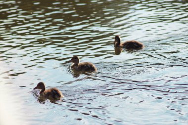 Baharda Gölde Ördek Yavruları