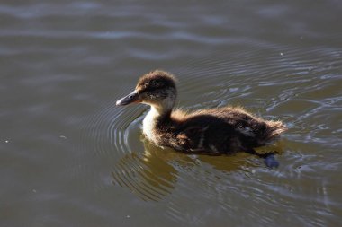 Baharda Gölde Ördek Yavruları
