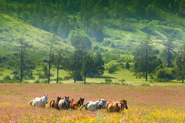 Paesaggio montano con mandrie di cavalli al pascolo su un prato fiorito — Foto Stock