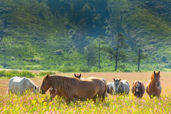 Paisaje montañoso con manadas de caballos pastando en un prado floreciente — Foto de Stock