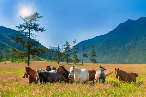 Mountain landscape with grazing herds of horses on a flowering meadow — Stock Photo, Image