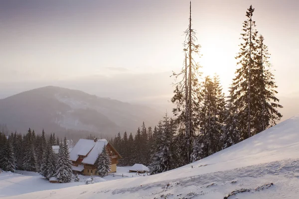 Rym zimy i śniegu objętych fir choinek na zboczu góry — Zdjęcie stockowe