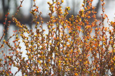 Baharda yeni yapraklar ve çiçekler