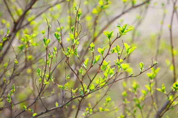 Nowe Liście Drzewach Wiosną — Zdjęcie stockowe