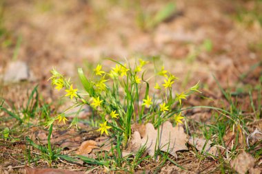 Baharda yeni çimenler ve çiçekler