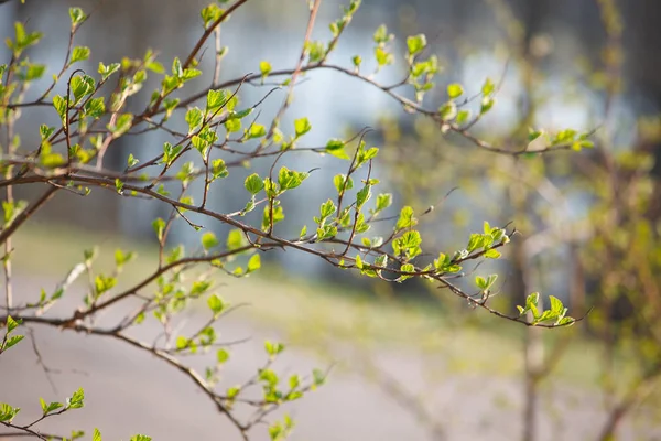 New Leaves Trees Spring — Stock Photo, Image