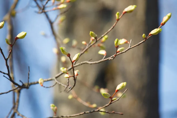 Die Neuen Knospen Den Bäumen Frühling — Stockfoto