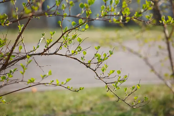 Baharda Ağaçlardaki Yeni Yapraklar — Stok fotoğraf
