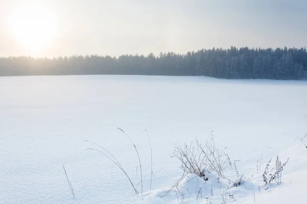 Das trockene Gras im Schnee in der Winterlandschaft — Stockfoto